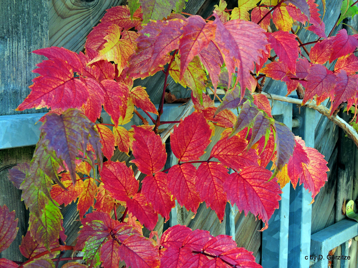 Herbstfarben !