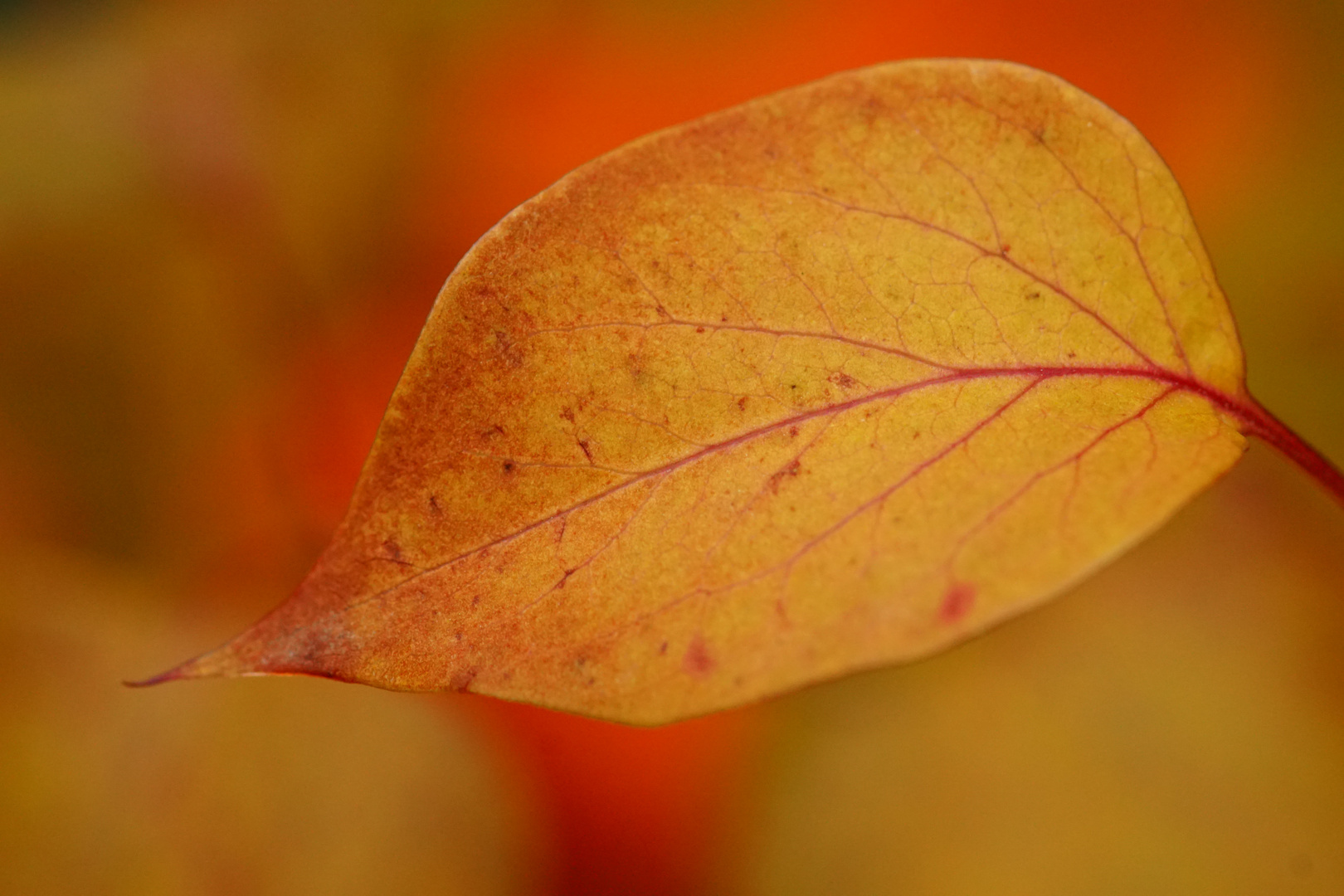 Herbstfarben