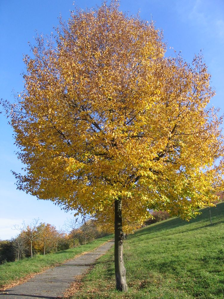 Herbstfarben