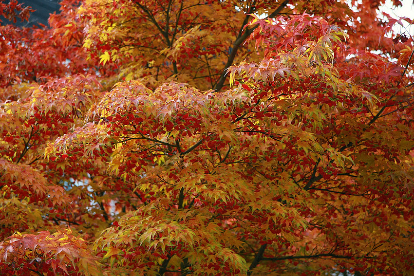 Herbstfarben