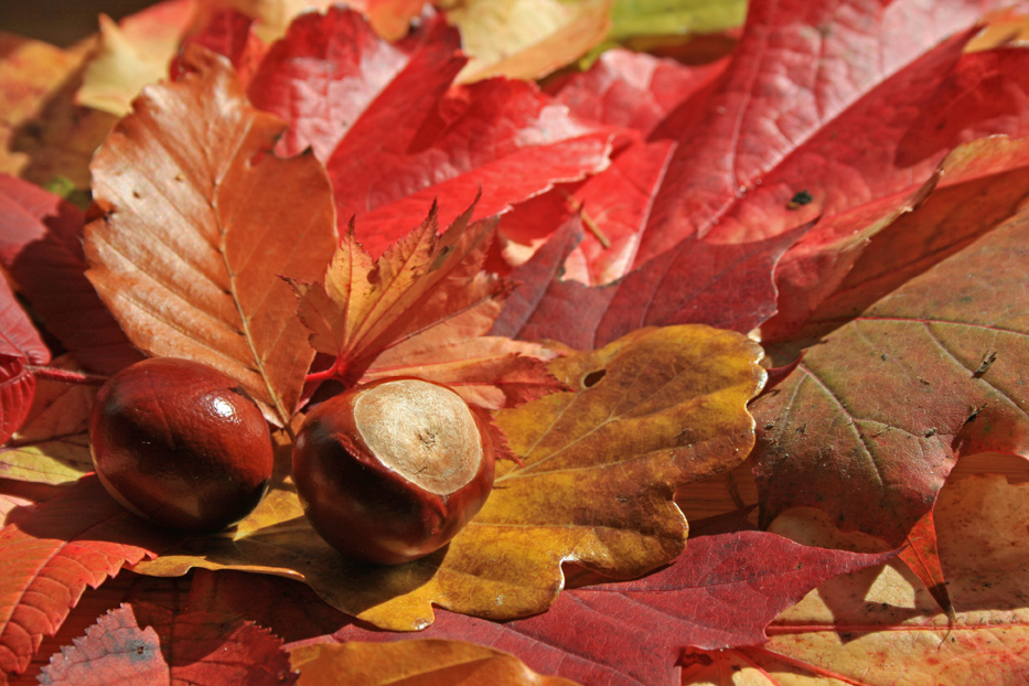 Herbstfarben