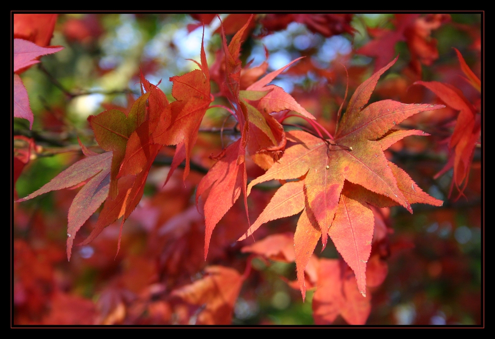 Herbstfarben