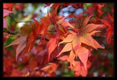 Herbstfarben