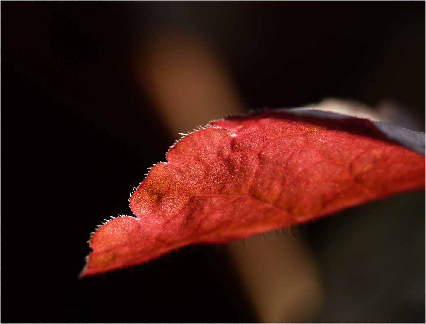 Herbstfarben