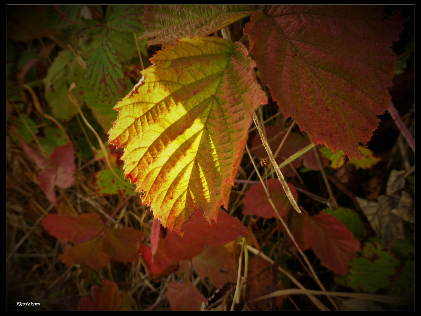 Herbstfarben