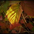 Herbstfarben