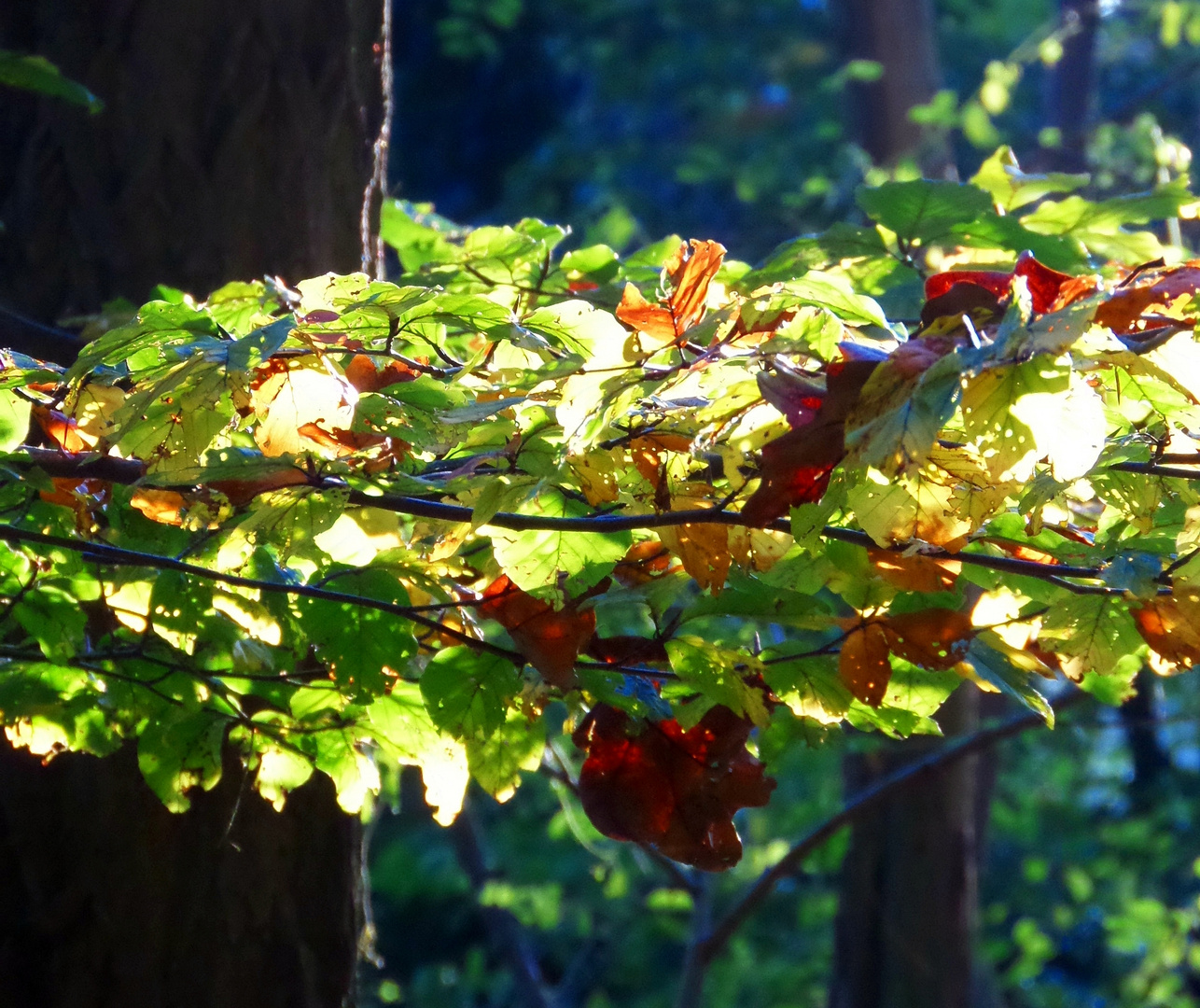 Herbstfarben