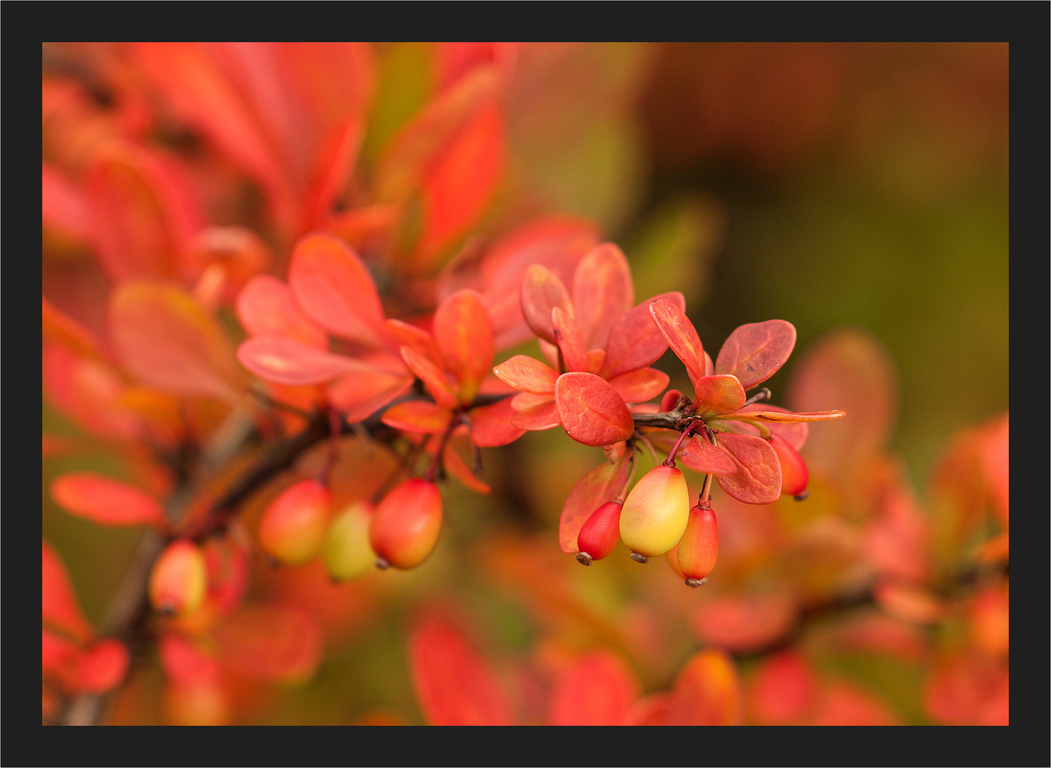 Herbstfarben