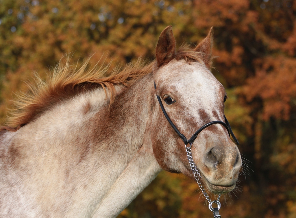 Herbstfarben