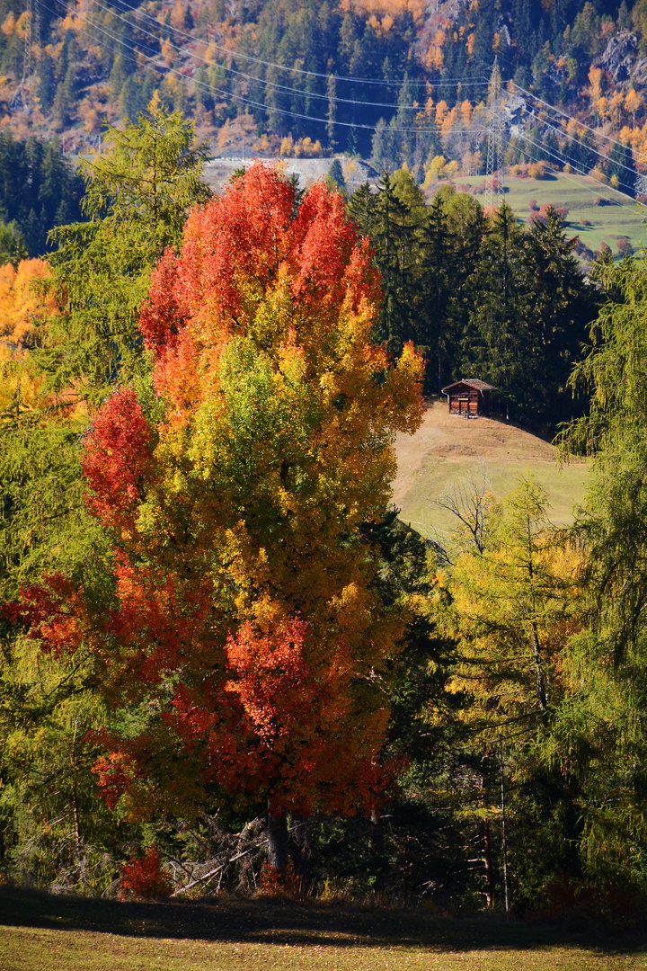 Herbstfarben