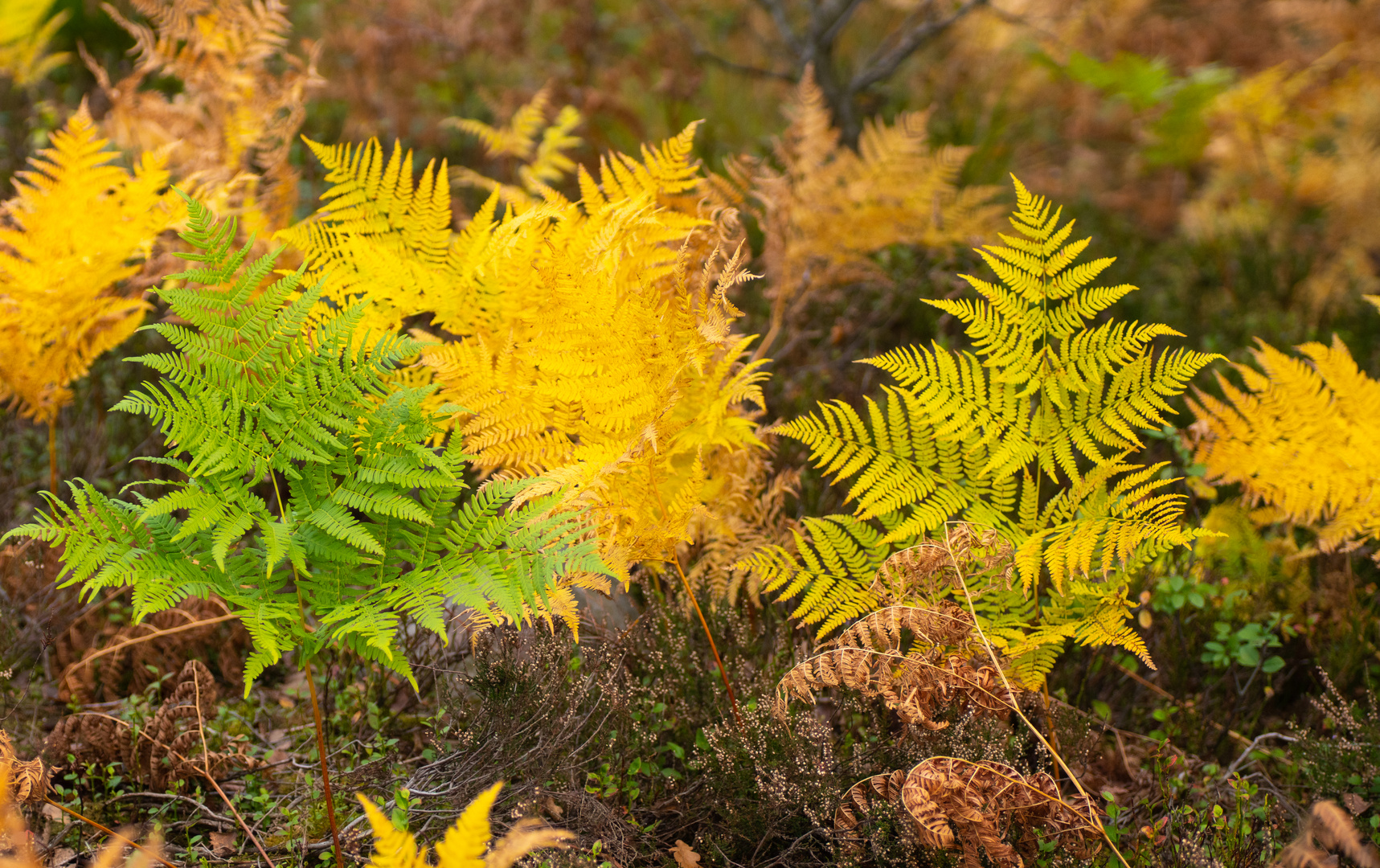 Herbstfarben