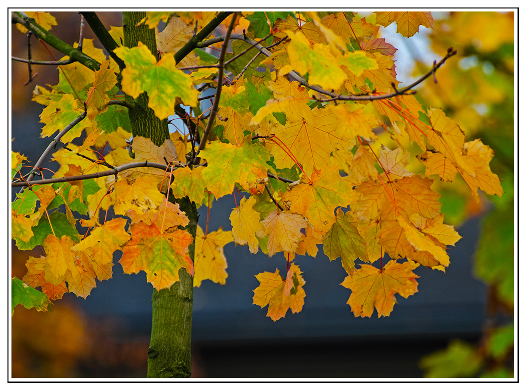 Herbstfarben