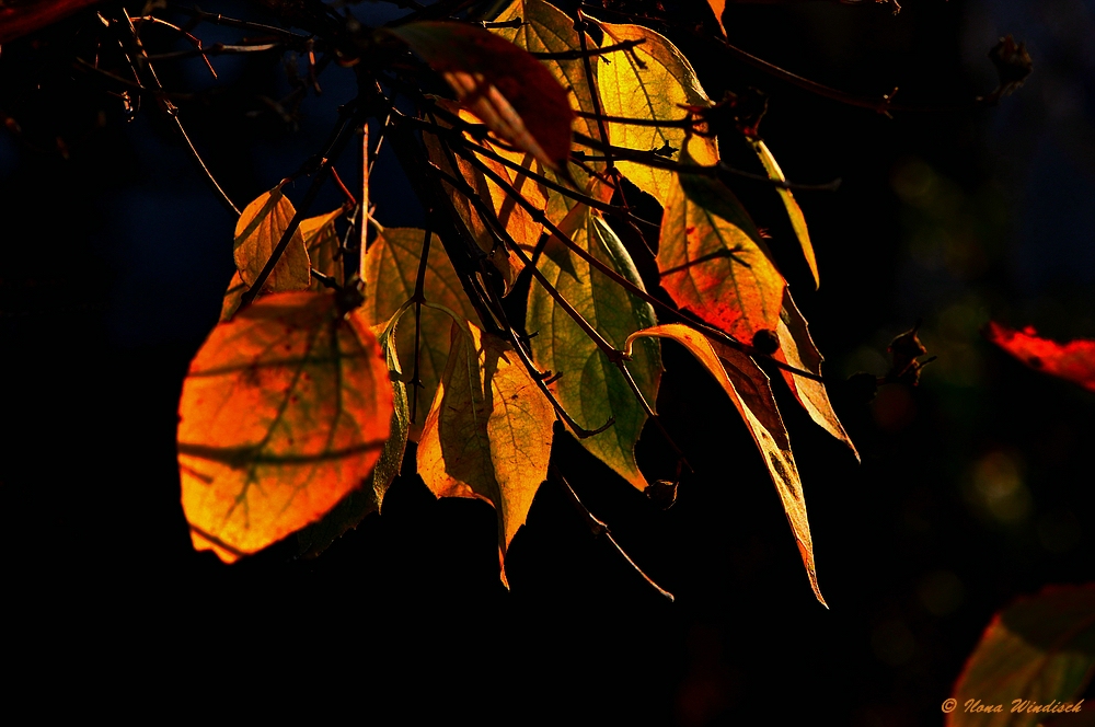 ~ Herbstfarben ~