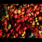 * Herbstfarben *