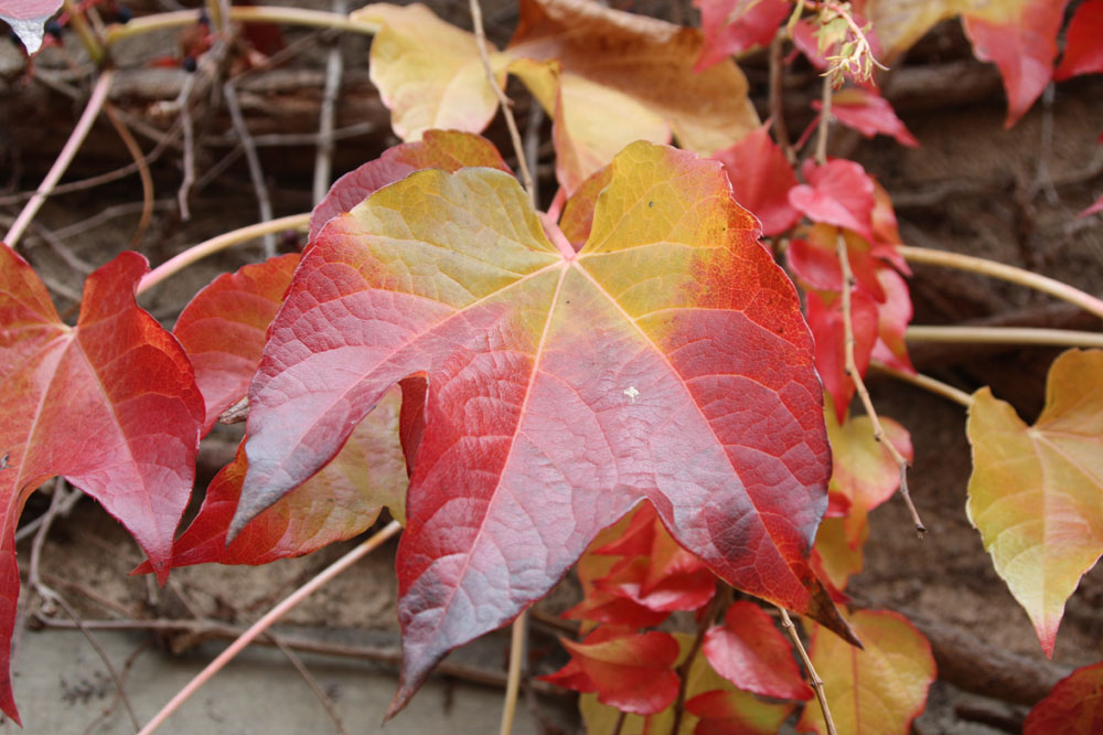 Herbstfarben