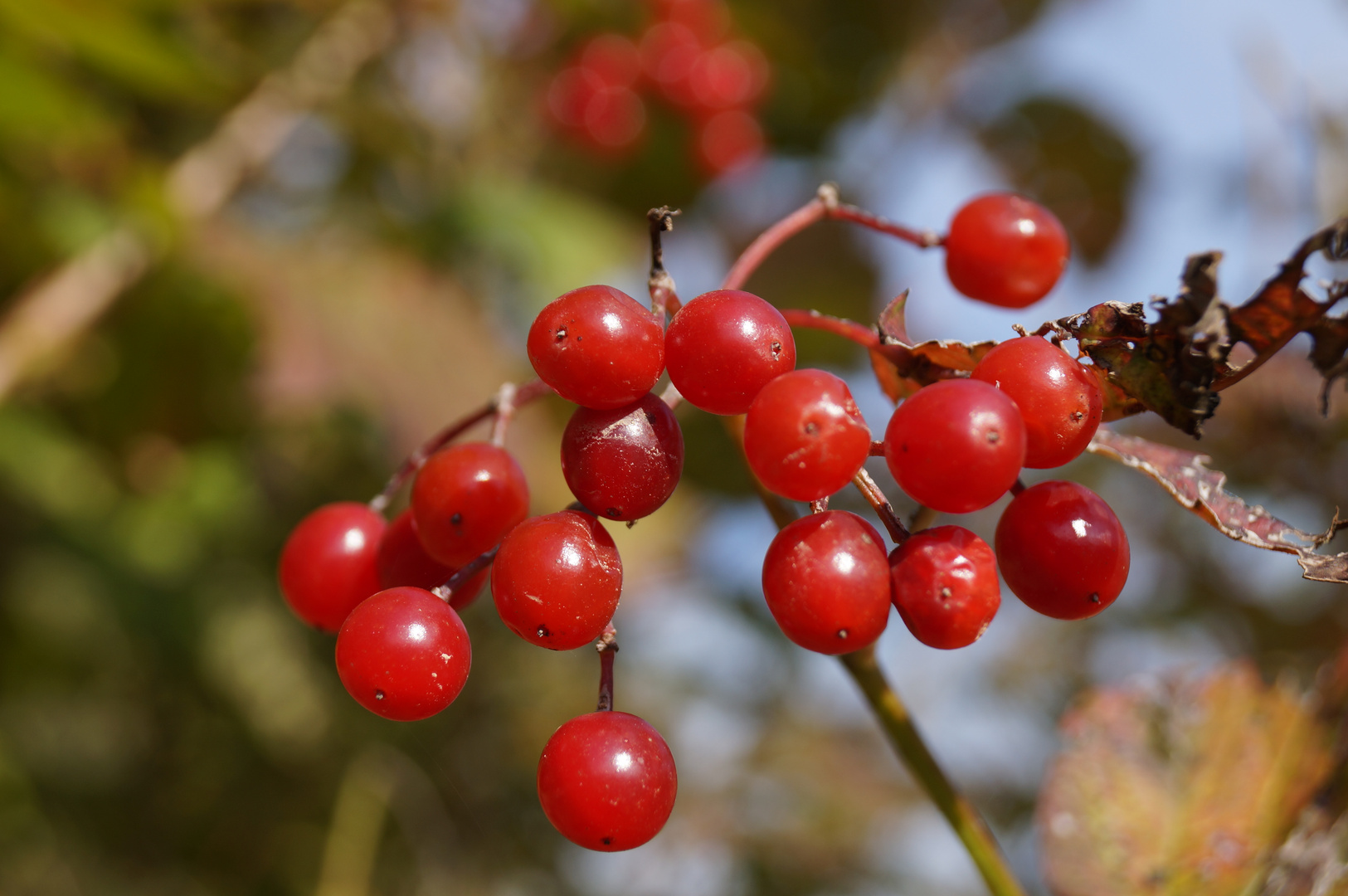 Herbstfarben