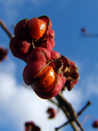 Herbstfarben