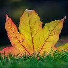 herbstfarben.........