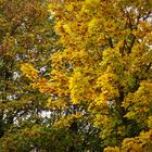 --  herbstfarben  --