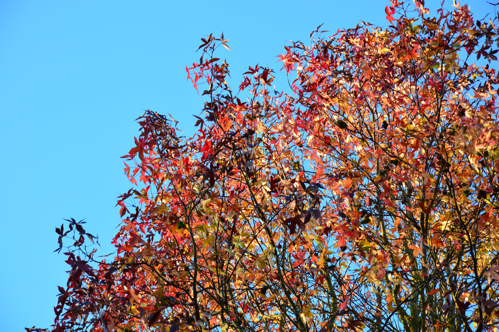 Herbstfarben