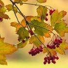 Herbstfarben