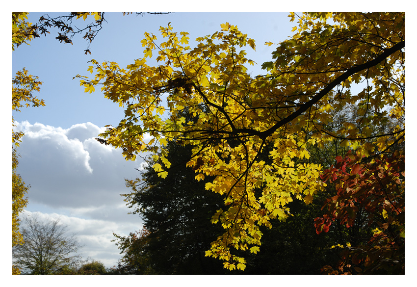 Herbstfarben 3