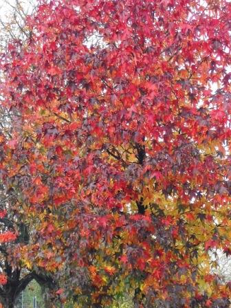 Herbstfarben 3