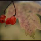 Herbstfarben 3