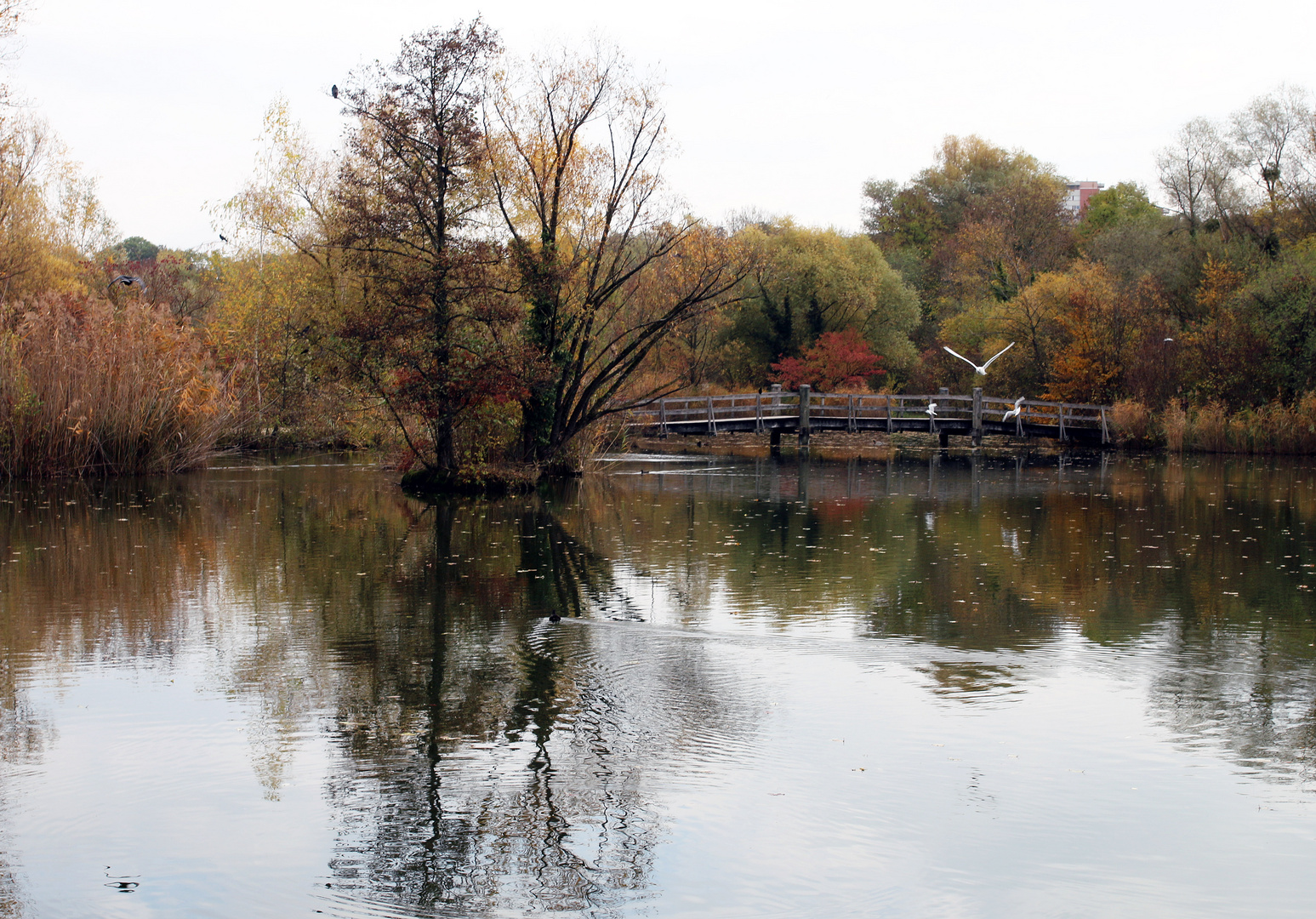 Herbstfarben 3