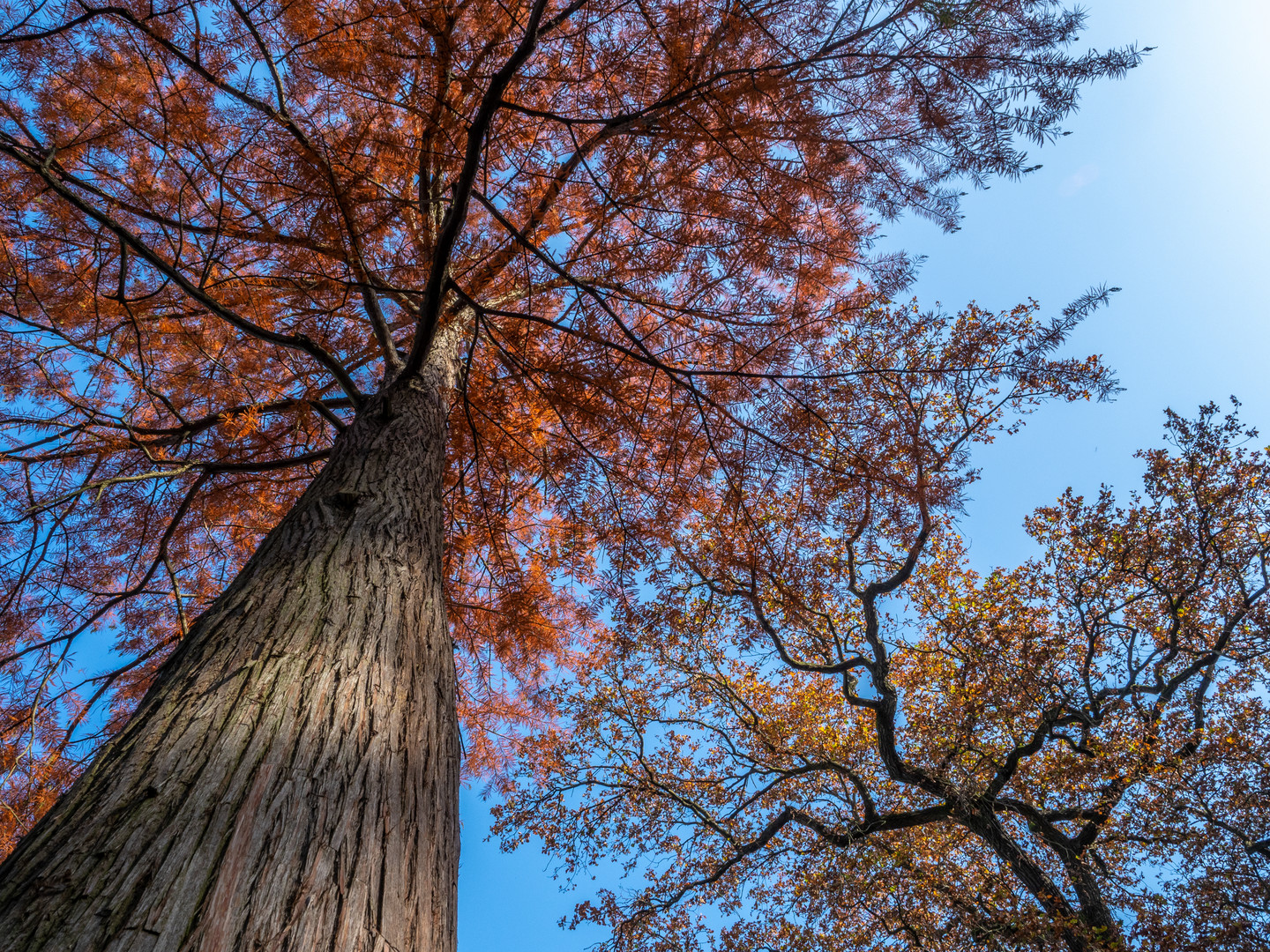 Herbstfarben 3