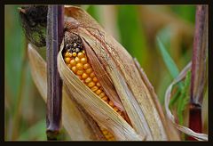 Herbstfarben 3