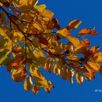 Herbstfarben 3