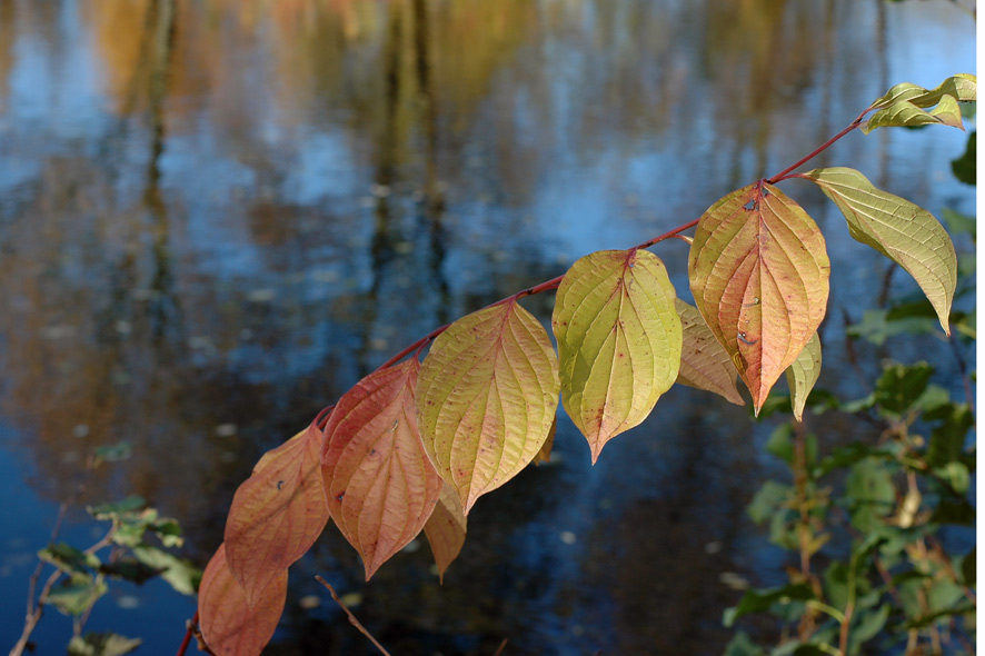 Herbstfarben (3)