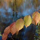 Herbstfarben (3)