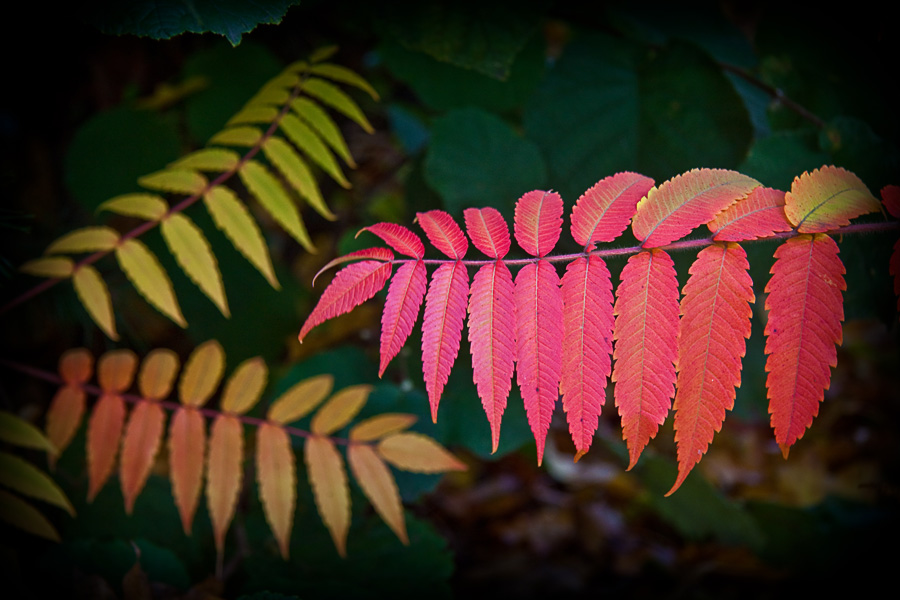 Herbstfarben #3
