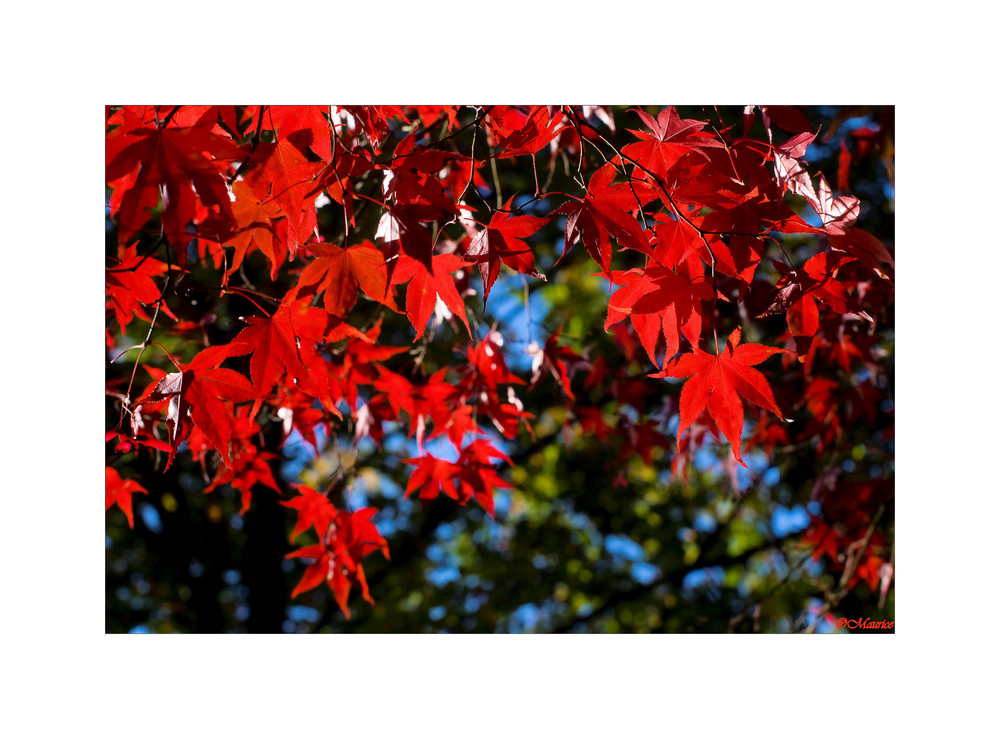 Herbstfarben 3