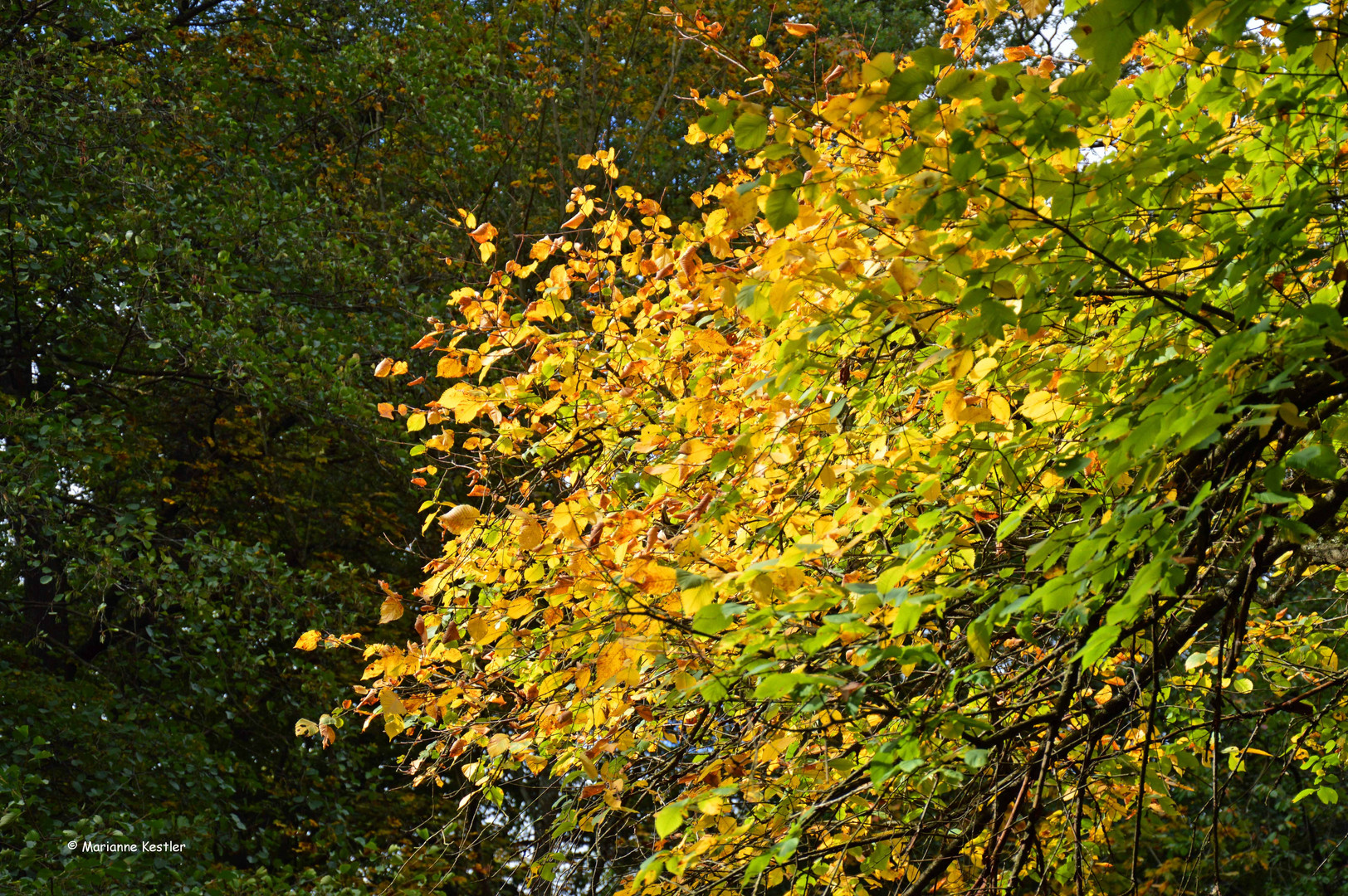 Herbstfarben - 3 -