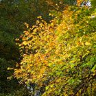 Herbstfarben - 3 -