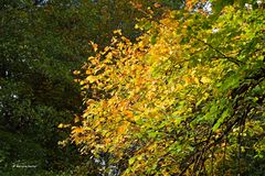 Herbstfarben - 3 -