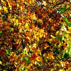 Herbstfarben