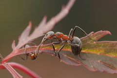 Herbstfarben