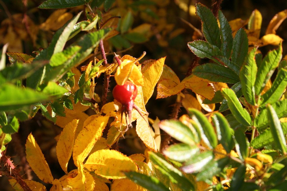 Herbstfarben