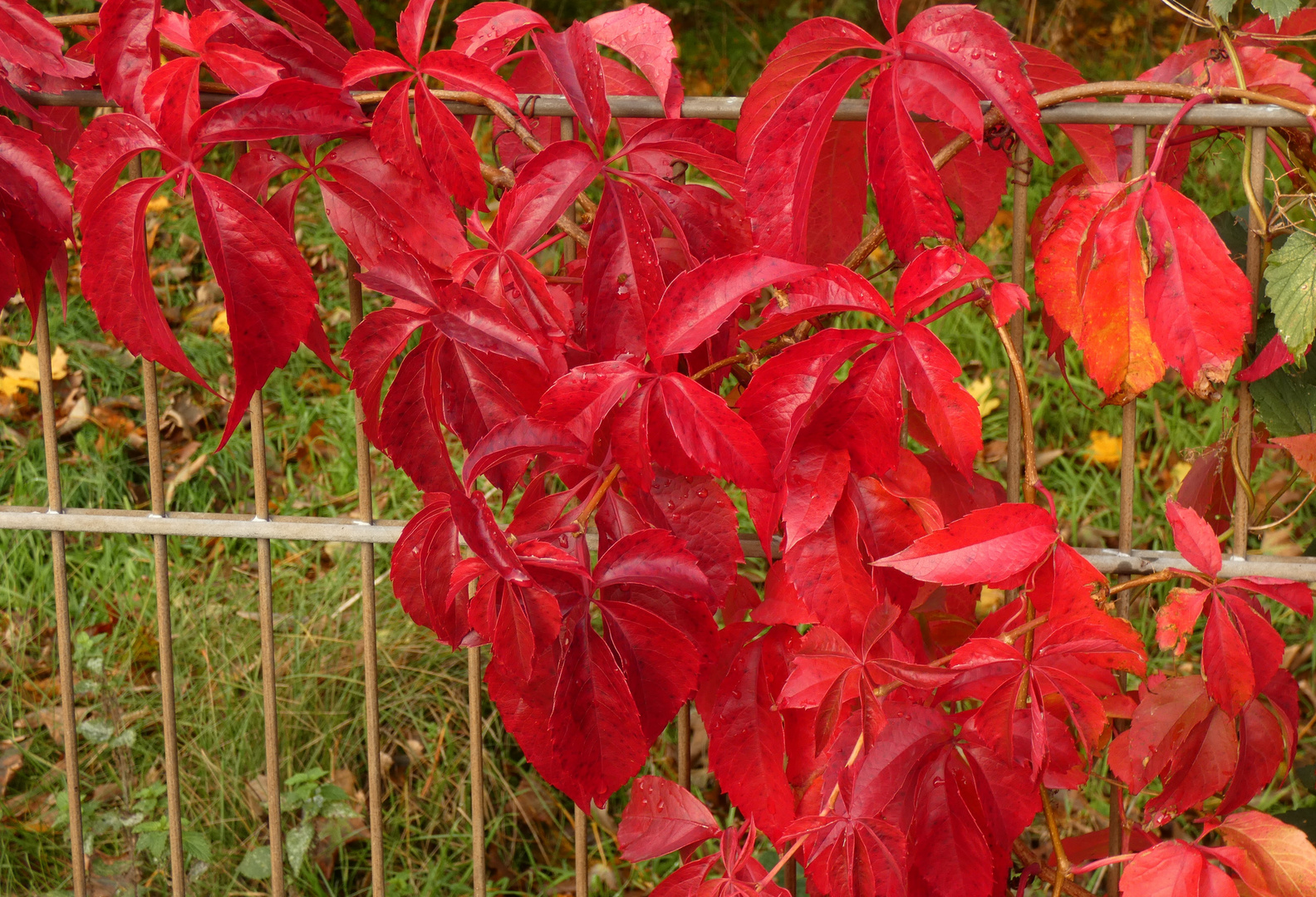 Herbstfarben