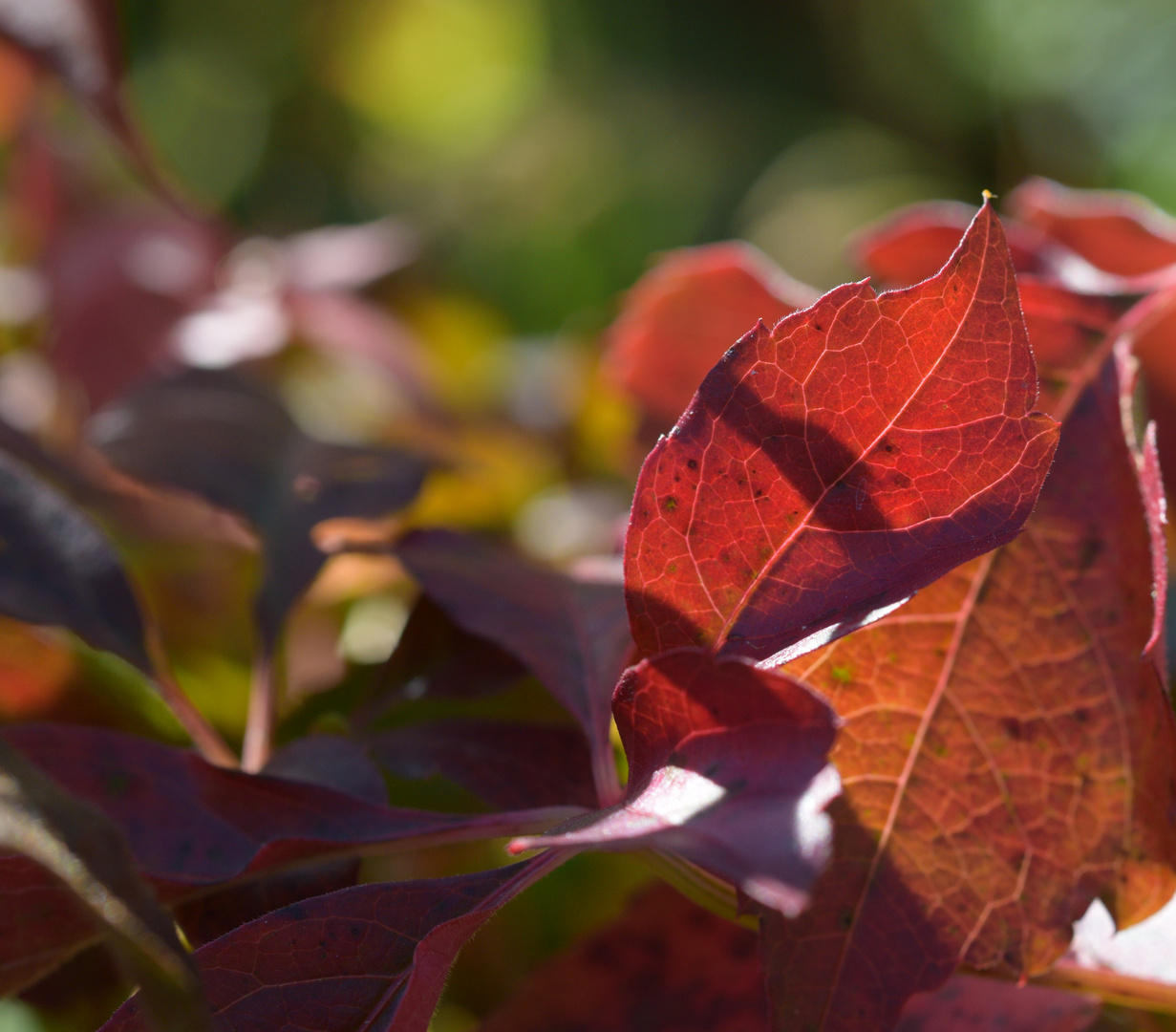 Herbstfarben