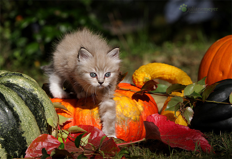 Herbstfarben