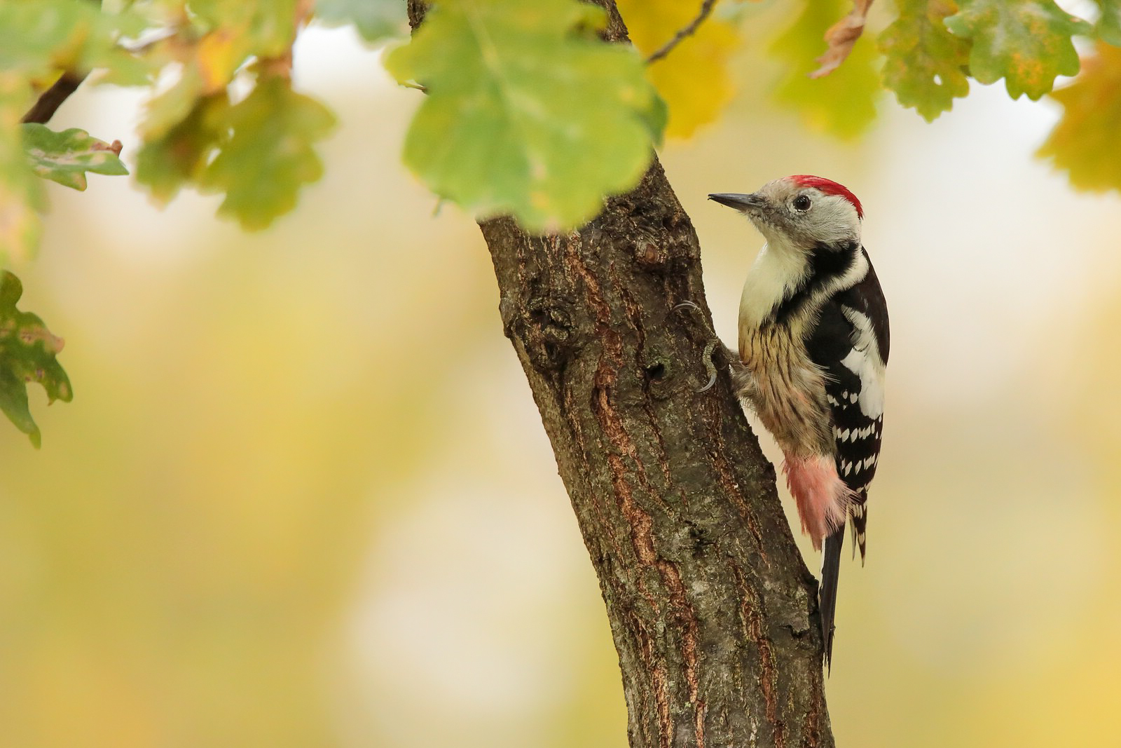 Herbstfarben