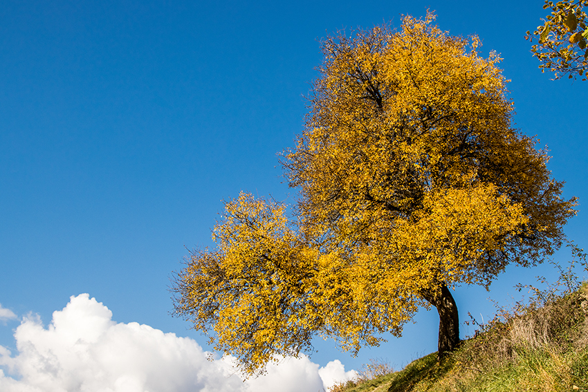 Herbstfarben