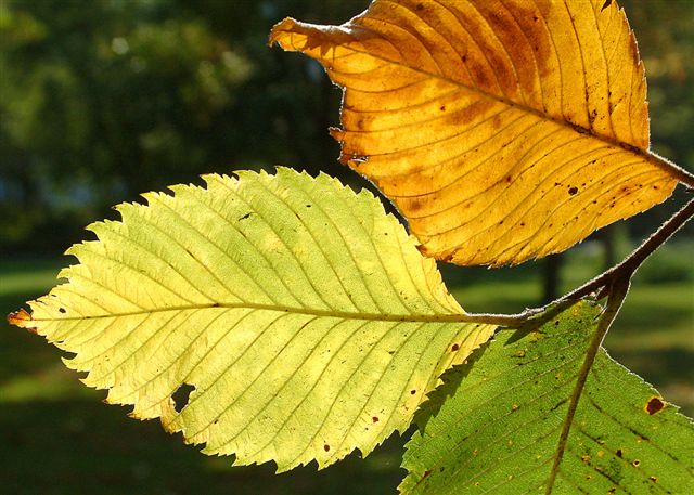 Herbstfarben