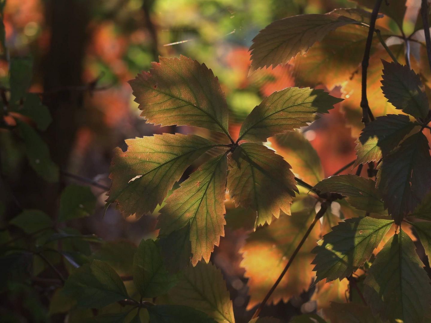 Herbstfarben