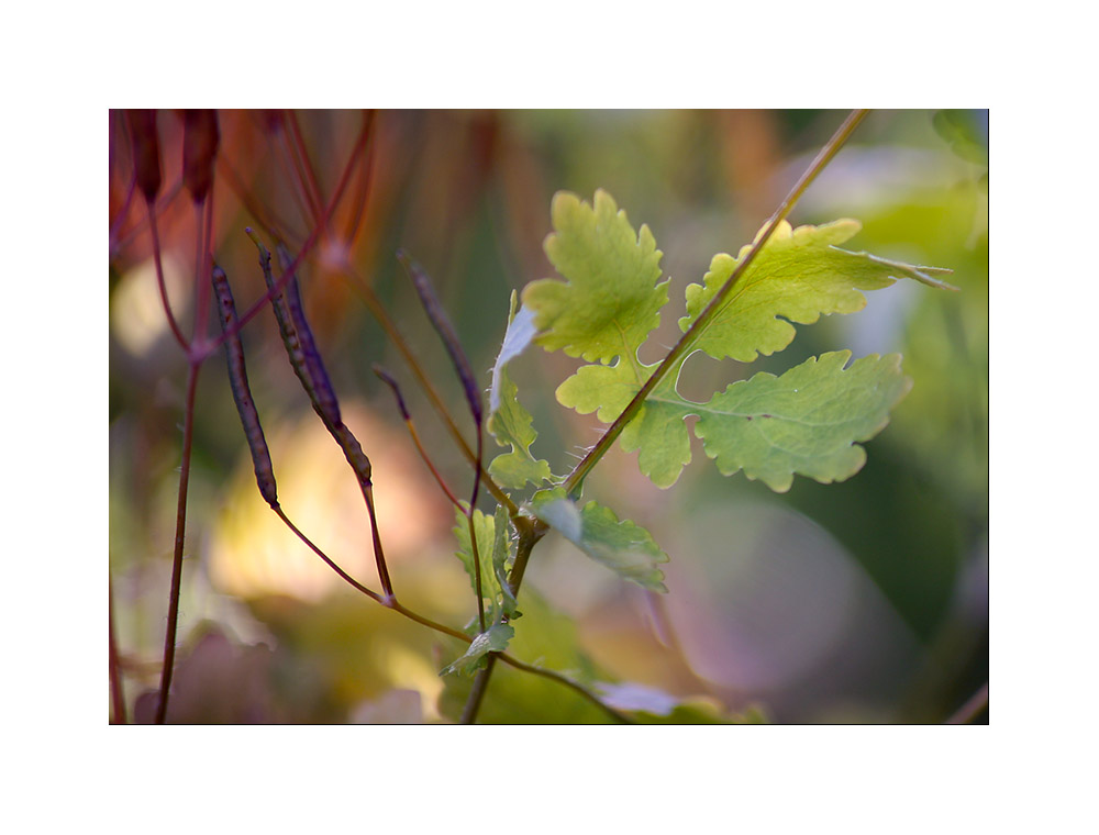 Herbstfarben